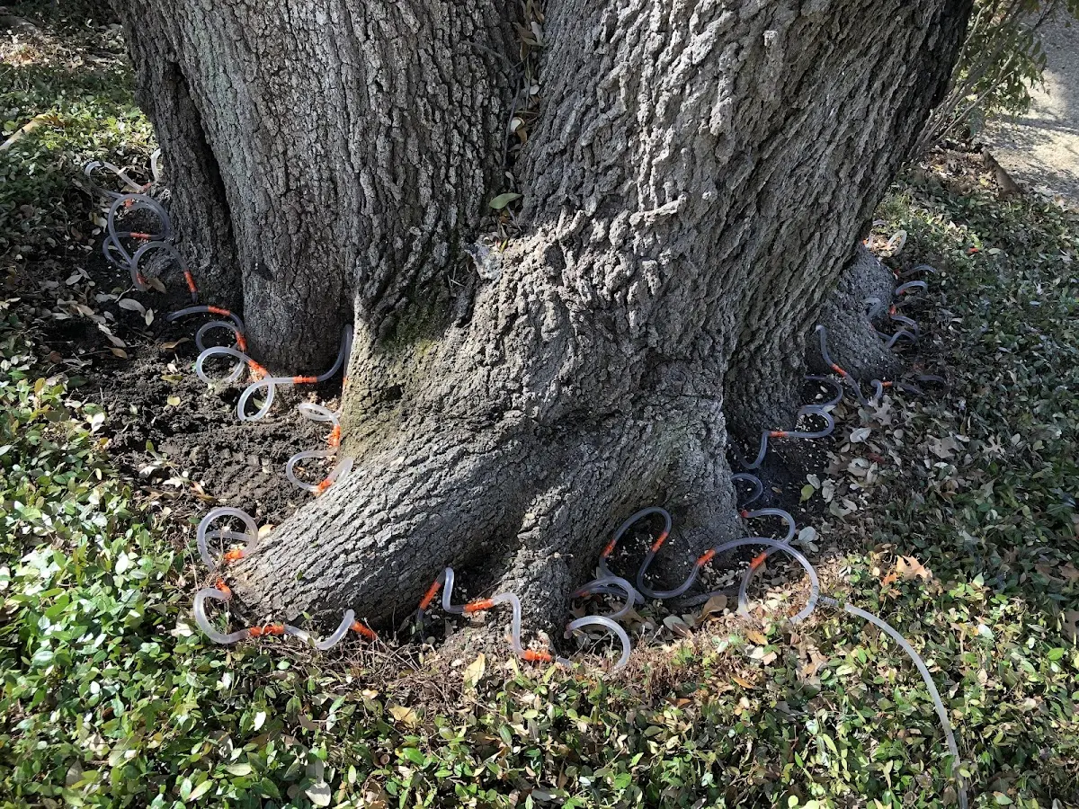 Detailed Tree Cabling and Bracing job site in De Soto